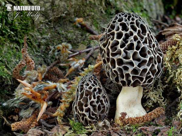 smrčok obyčajný (Morchella vulgaris)