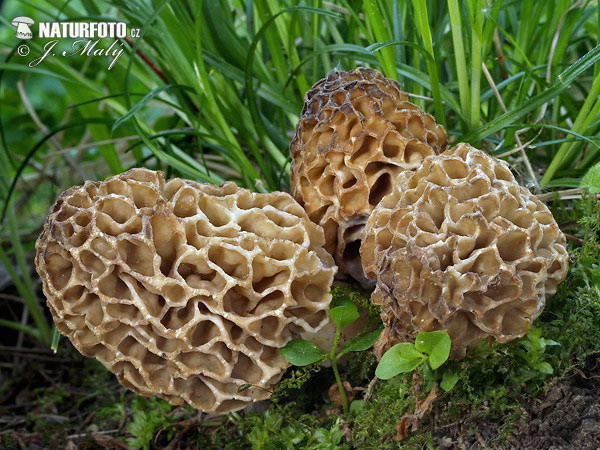 smrčok obyčajný (Morchella vulgaris)