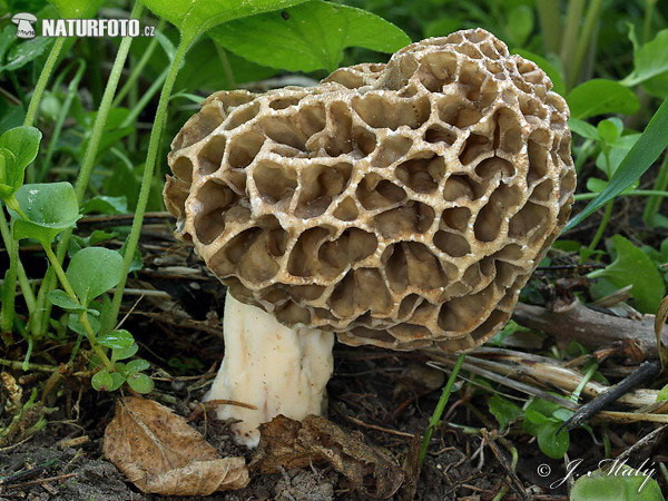 smrčok obyčajný (Morchella vulgaris)