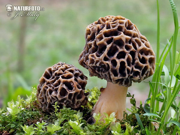 smrčok obyčajný (Morchella vulgaris)