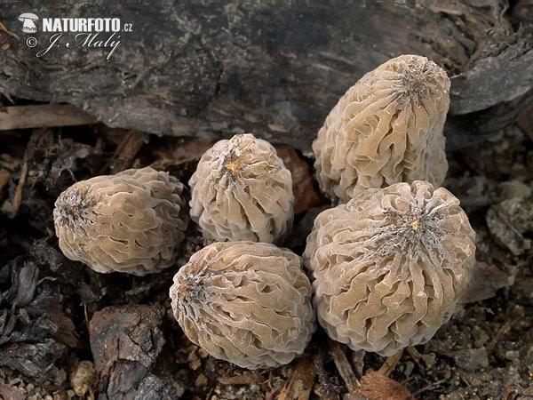 smrčok (Morchella)