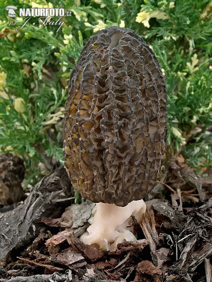 smrčok (Morchella)