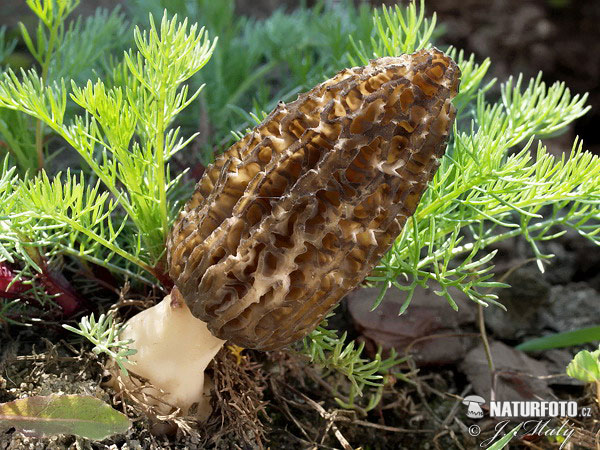 smrčok (Morchella)