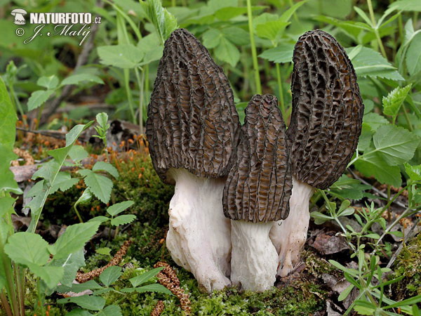 smrčok (Morchella)