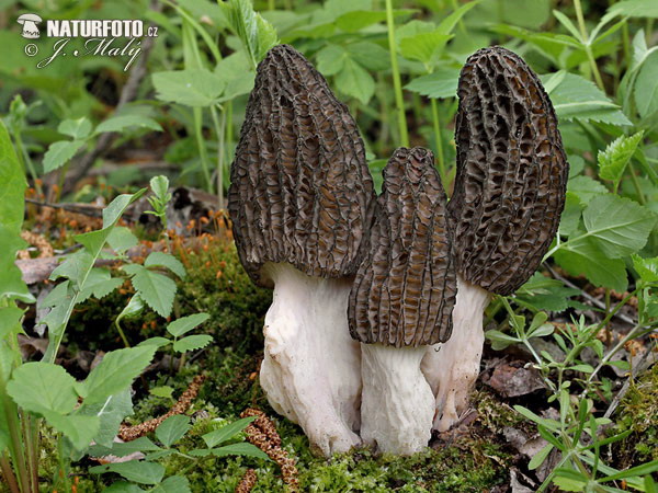 smrčok (Morchella)