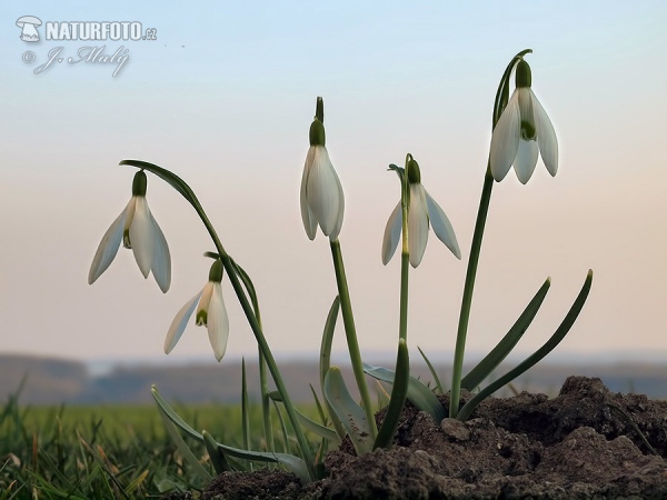 Sněženka podsněžník (Galanthus nivalis)