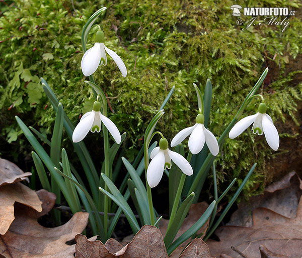 Snežienka jarná (Galanthus nivalis)