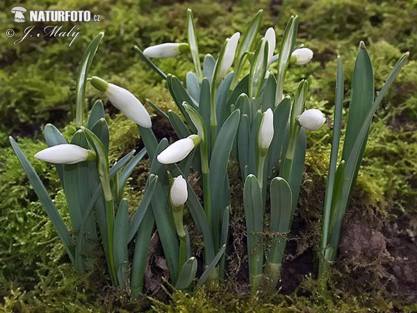 Snežienka jarná (Galanthus nivalis)