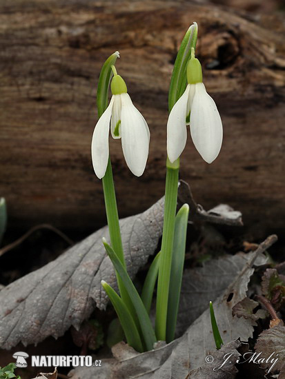 Snežienka jarná (Galanthus nivalis)