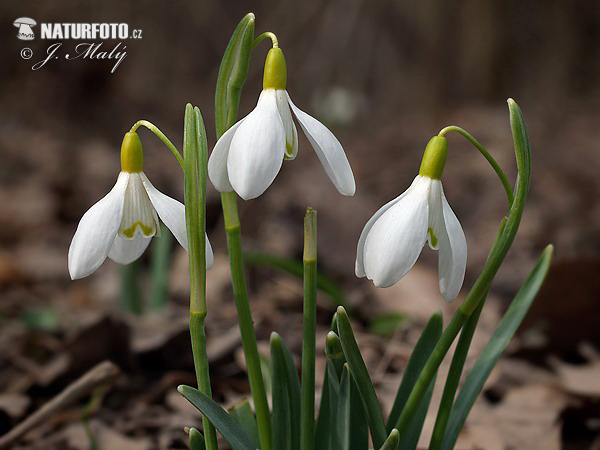 Snežienka jarná (Galanthus nivalis)