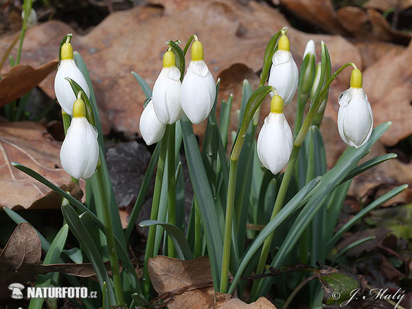 Snežienka jarná (Galanthus nivalis)