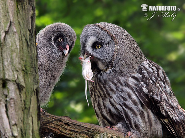 Sova bradatá (Strix nebulosa)