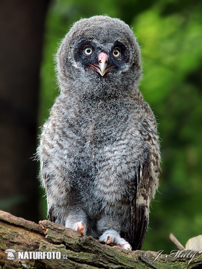 Sova bradatá (Strix nebulosa)