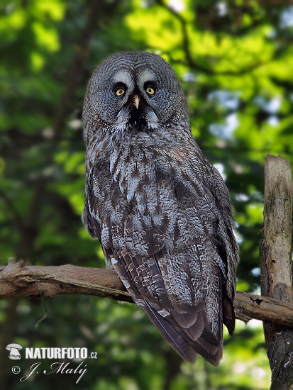 Sova bradatá (Strix nebulosa)