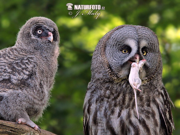 Sova bradatá (Strix nebulosa)