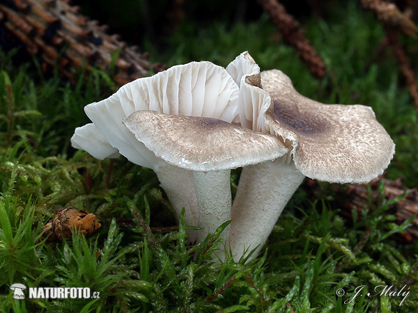 šťavnačka bodkovaná (Hygrophorus pustulatus)