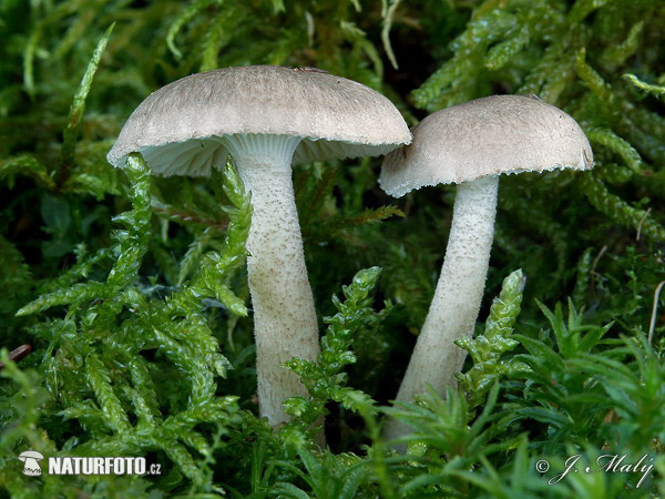 šťavnačka bodkovaná (Hygrophorus pustulatus)