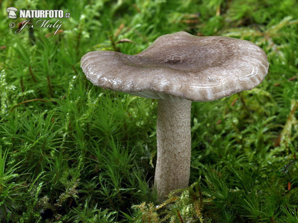 šťavnačka bodkovaná (Hygrophorus pustulatus)