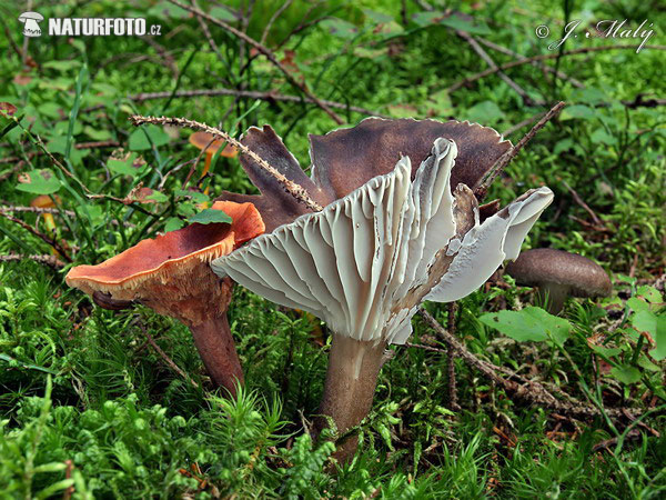 šťavnačka čiernovláknitá (Hygrophorus camarophyllus)