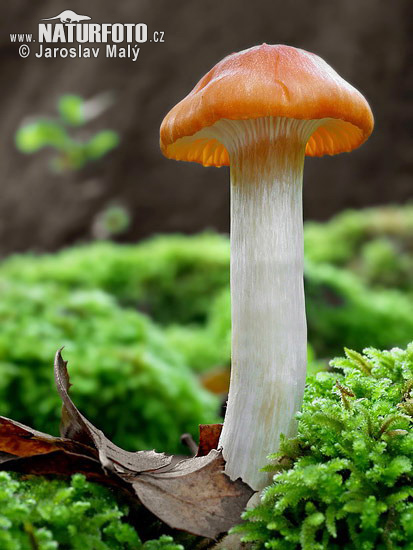 šťavnačka hájová (Hygrophorus nemoreus)