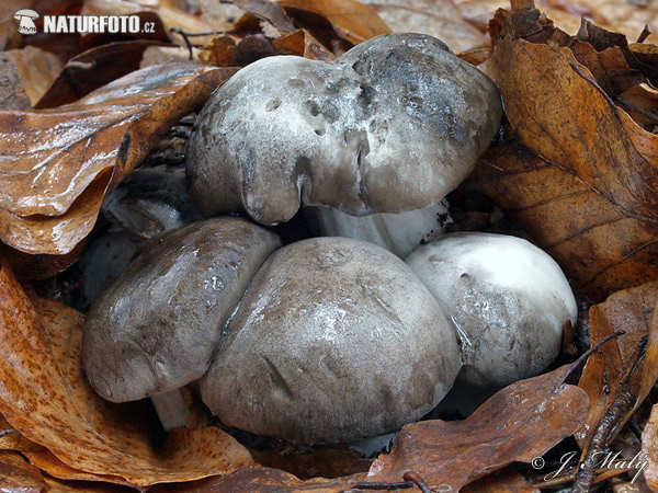 šťavnačka marcová (Hygrophorus marzuolus)