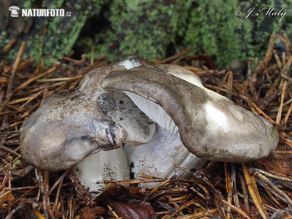 šťavnačka marcová (Hygrophorus marzuolus)