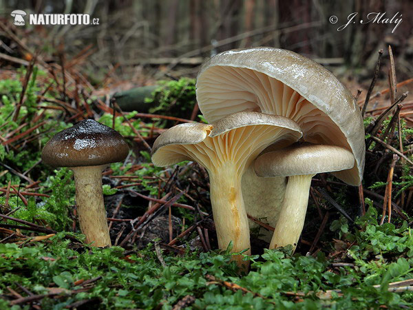 šťavnačka mrazová (Hygrophorus hypothejus)