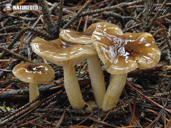 šťavnačka mrazová (Hygrophorus hypothejus)