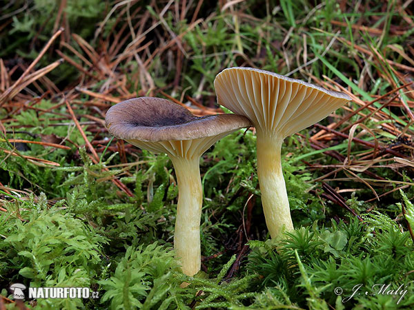 šťavnačka mrazová (Hygrophorus hypothejus)