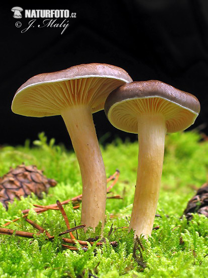 šťavnačka mrazová (Hygrophorus hypothejus)