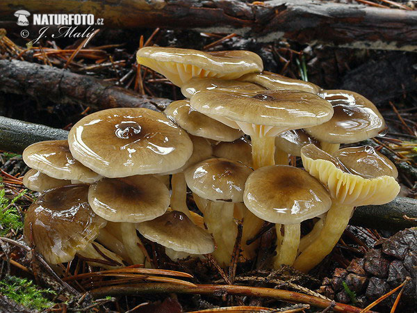 šťavnačka mrazová (Hygrophorus hypothejus)