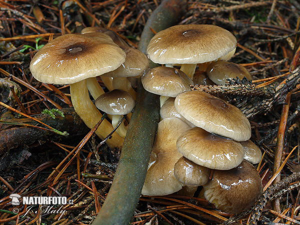 šťavnačka mrazová (Hygrophorus hypothejus)