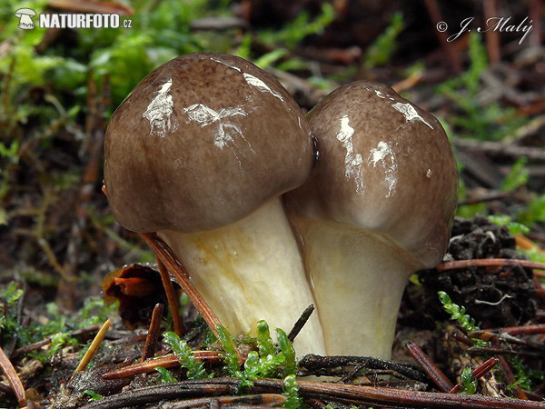 šťavnačka mrazová (Hygrophorus hypothejus)