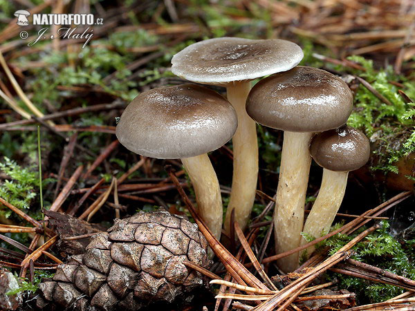 šťavnačka mrazová (Hygrophorus hypothejus)