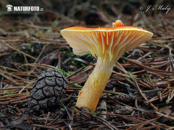 šťavnačka mrazová zlatá (Hygrophorus hypothejus var. aureus)