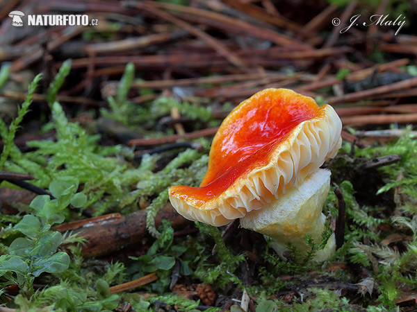 šťavnačka mrazová zlatá (Hygrophorus hypothejus var. aureus)