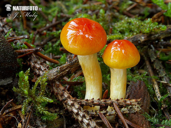 šťavnačka mrazová zlatá (Hygrophorus hypothejus var. aureus)