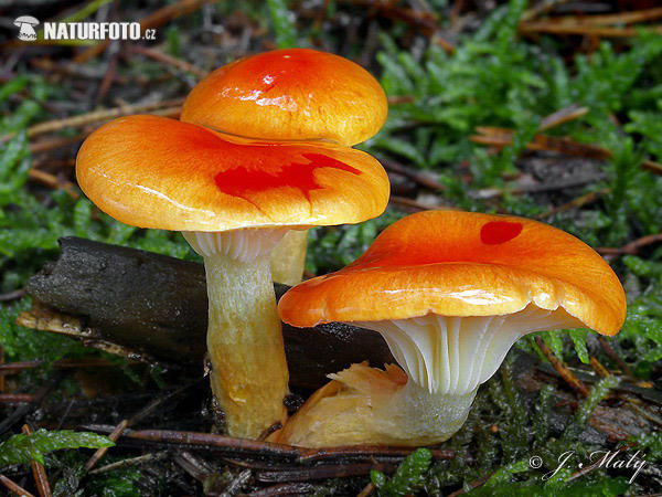 šťavnačka mrazová zlatá (Hygrophorus hypothejus var. aureus)