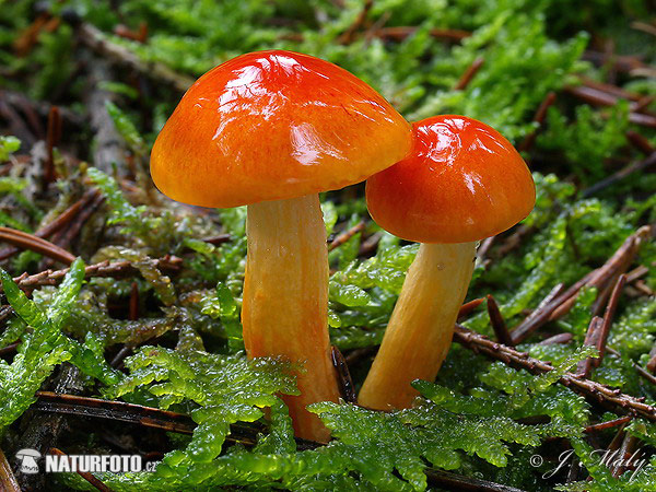 šťavnačka mrazová zlatá (Hygrophorus hypothejus var. aureus)