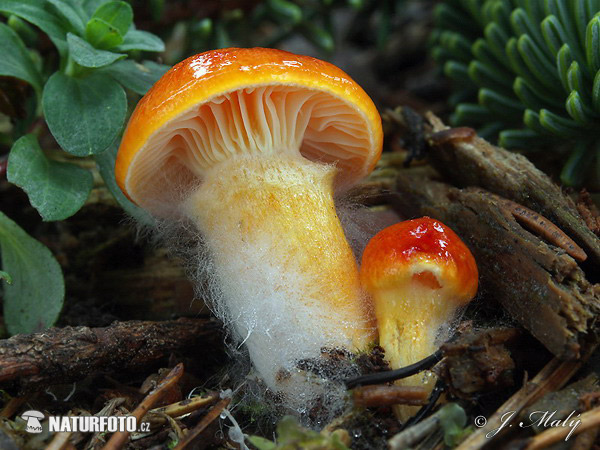 šťavnačka mrazová zlatá (Hygrophorus hypothejus var. aureus)