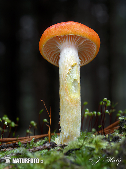 šťavnačka mrazová zlatá (Hygrophorus hypothejus var. aureus)