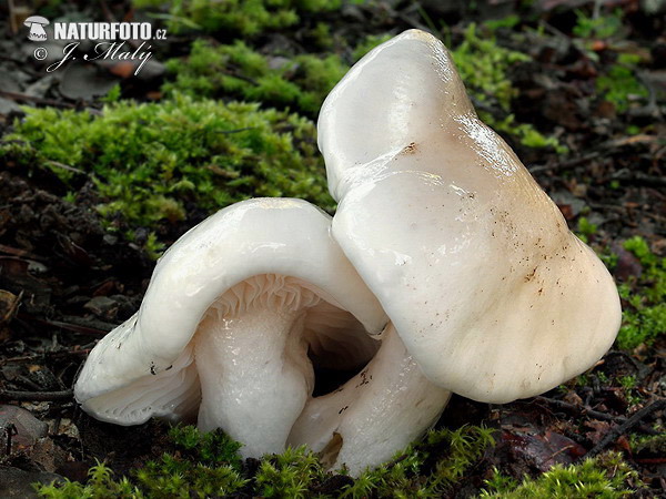 šťavnačka mydlová (Hygrophorus cossus)