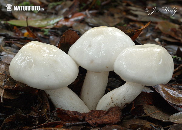 šťavnačka mydlová (Hygrophorus cossus)