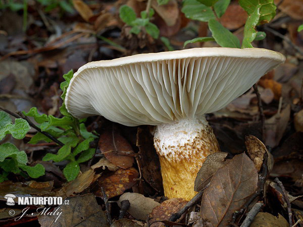 šťavnačka Persoonova (Hygrophorus persoonii)