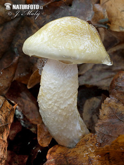 šťavnačka Persoonova (Hygrophorus persoonii)