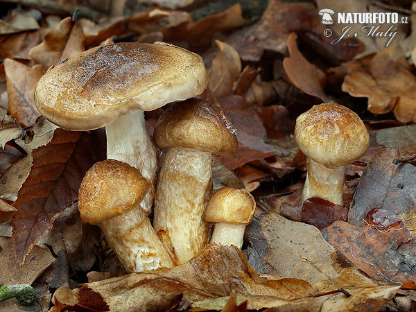 šťavnačka Persoonova (Hygrophorus persoonii)