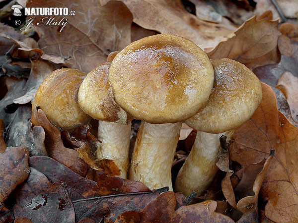 šťavnačka Persoonova (Hygrophorus persoonii)