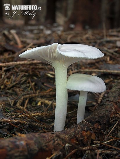 šťavnačka smreková (Hygrophorus piceae)