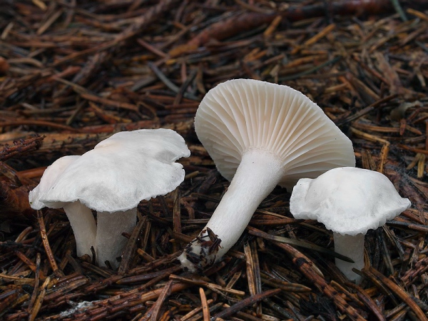 šťavnačka smreková (Hygrophorus piceae)