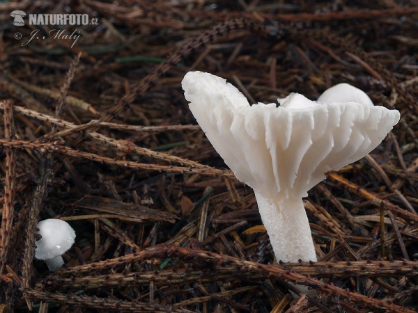 šťavnačka smreková (Hygrophorus piceae)